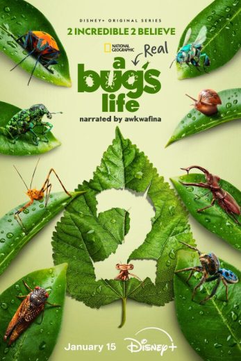 مسلسل A Real Bug’s Life الموسم الثاني الحلقة 3 مترجمة